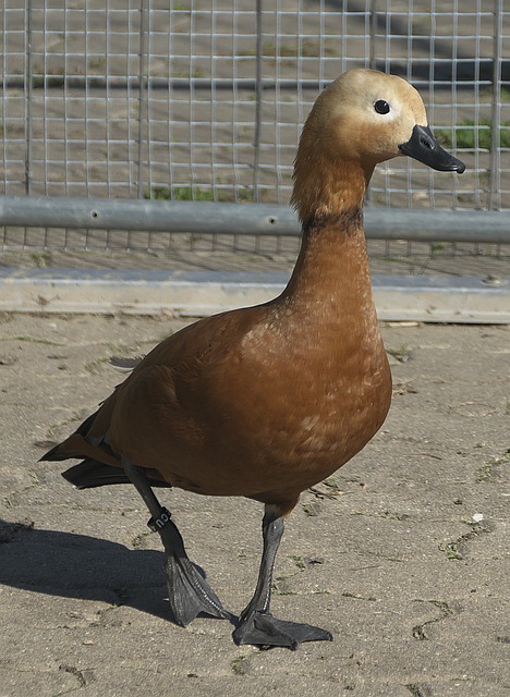 俗称