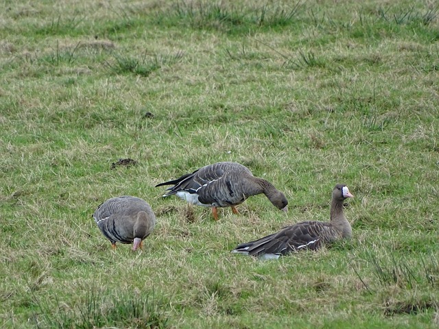 沿江高铁和 沿江高铁和
