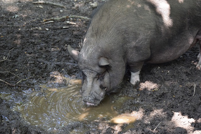 北京时间10月27日3:00,西甲第11轮,万众瞩目的西班牙国家德比,巴萨客场4-0横扫皇马!本场比赛,莱万下半场2分钟打进2球,亚马尔再下一城,拉菲尼亚传射锁定胜局。.
