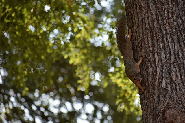 選擇非碳板 選擇非碳板